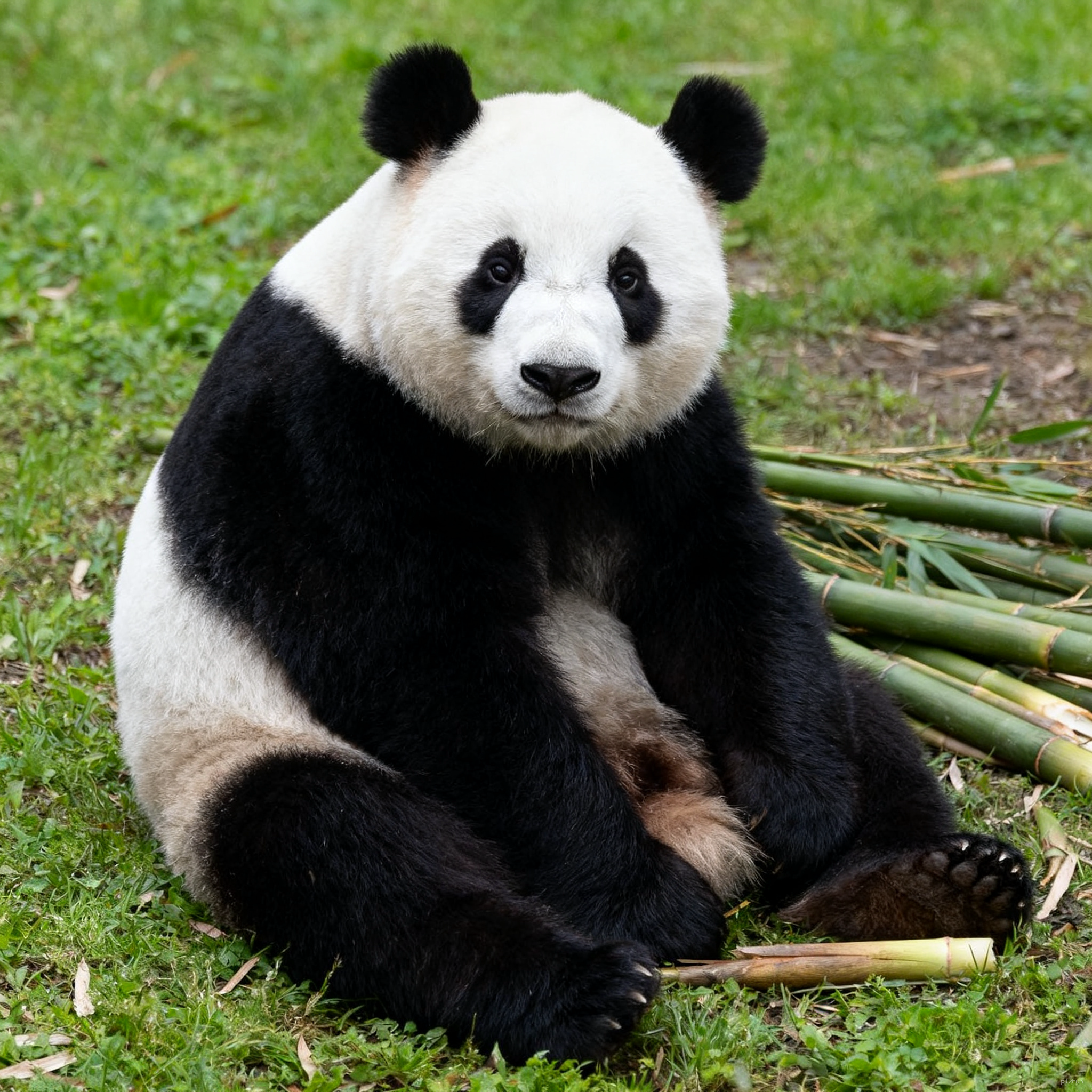 panda